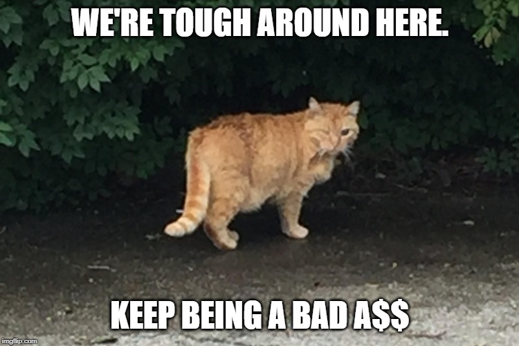 feral cat | WE'RE TOUGH AROUND HERE. KEEP BEING A BAD A$$ | image tagged in feral cat | made w/ Imgflip meme maker