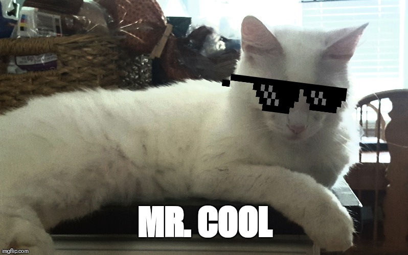 Jacky Man is Mr. Cool | MR. COOL | image tagged in cats,pets | made w/ Imgflip meme maker