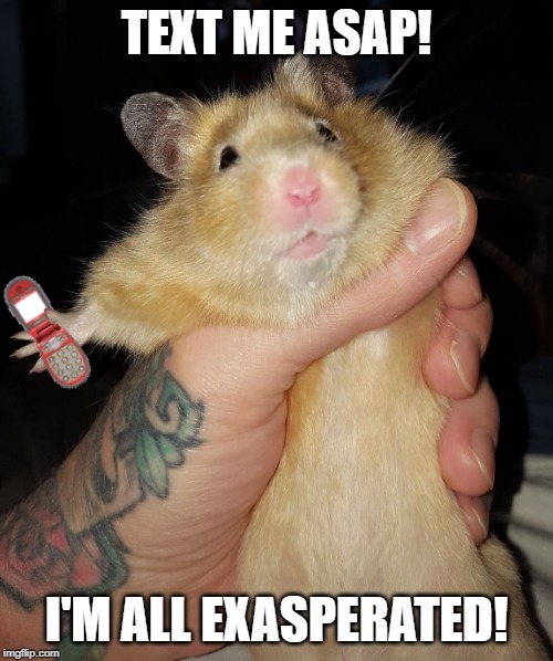 hamster with phone | TEXT ME ASAP! I'M ALL EXASPERATED! | image tagged in hamster with phone | made w/ Imgflip meme maker
