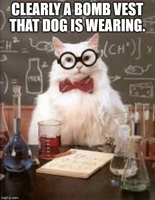 SMART CAT | CLEARLY A BOMB VEST THAT DOG IS WEARING. | image tagged in smart cat | made w/ Imgflip meme maker