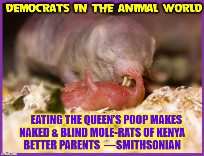 Your Smithsonian At Work! | DEMOCRATS IN THE ANIMAL WORLD; EATING THE QUEEN’S POOP MAKES NAKED & BLIND MOLE-RATS OF KENYA         BETTER PARENTS  —SMITHSONIAN | image tagged in vince vance,mole rats,smithsonian magazine,hive mentality,blind,estrogen in poop | made w/ Imgflip meme maker