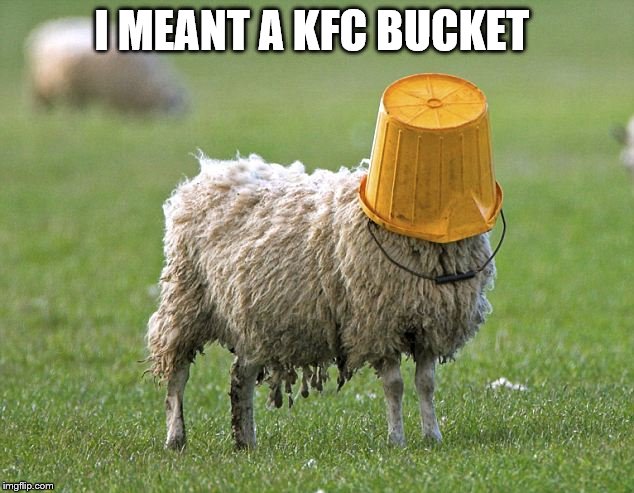 stupid sheep | I MEANT A KFC BUCKET | image tagged in stupid sheep | made w/ Imgflip meme maker