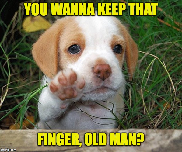 dog puppy bye | YOU WANNA KEEP THAT FINGER, OLD MAN? | image tagged in dog puppy bye | made w/ Imgflip meme maker