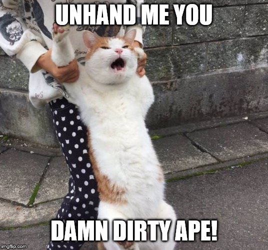 Nothing like a good Planet of the Apes reference. | UNHAND ME YOU; DAMN DIRTY APE! | image tagged in angry cat vs police,funny memes,planet of the apes,kitties | made w/ Imgflip meme maker
