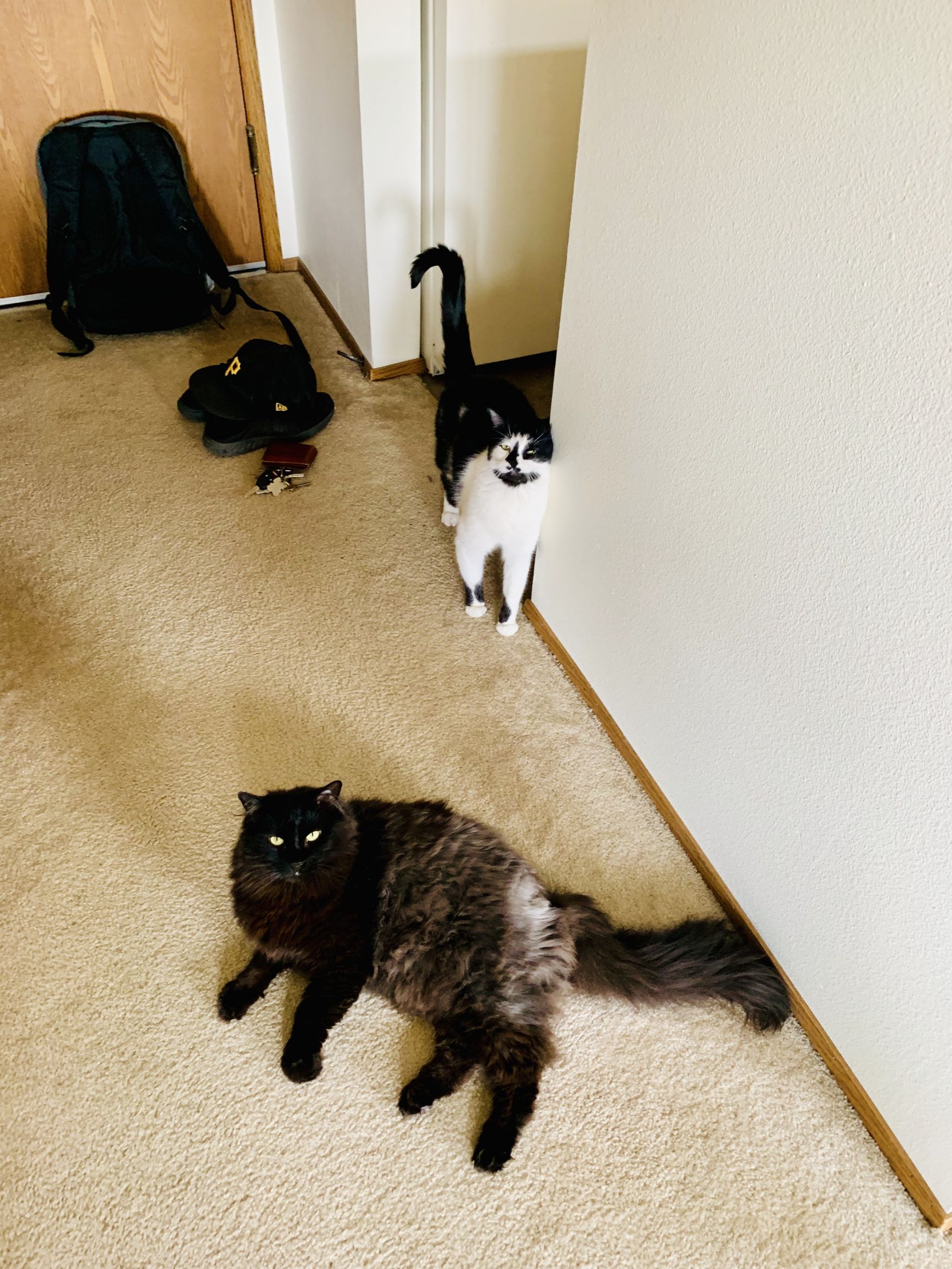 2 IT Cats Blank Meme Template