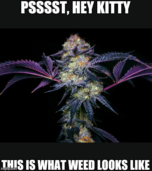 PSSSST, HEY KITTY THIS IS WHAT WEED LOOKS LIKE | made w/ Imgflip meme maker
