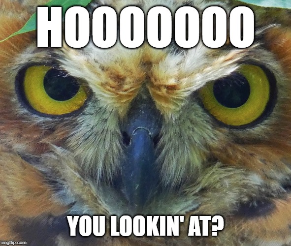 Hoo you lookin at? | HOOOOOOO; YOU LOOKIN' AT? | image tagged in owls,owl,who you looking at,hoo you lookin at | made w/ Imgflip meme maker