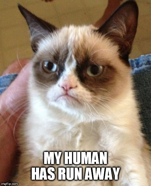 Grumpy Cat Meme | MY HUMAN HAS RUN AWAY | image tagged in memes,grumpy cat | made w/ Imgflip meme maker