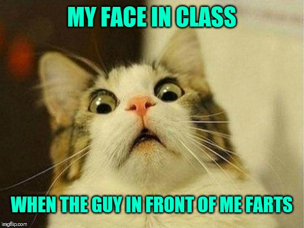 Scared Cat Meme | MY FACE IN CLASS; WHEN THE GUY IN FRONT OF ME FARTS | image tagged in memes,scared cat | made w/ Imgflip meme maker