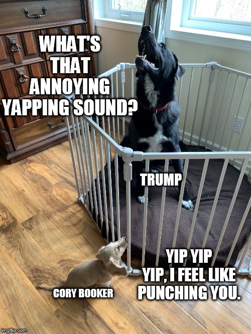 Cory vs Trump | TRUMP CORY BOOKER YIP YIP YIP, I FEEL LIKE PUNCHING YOU. WHAT'S THAT ANNOYING YAPPING SOUND? | image tagged in reed family pets | made w/ Imgflip meme maker