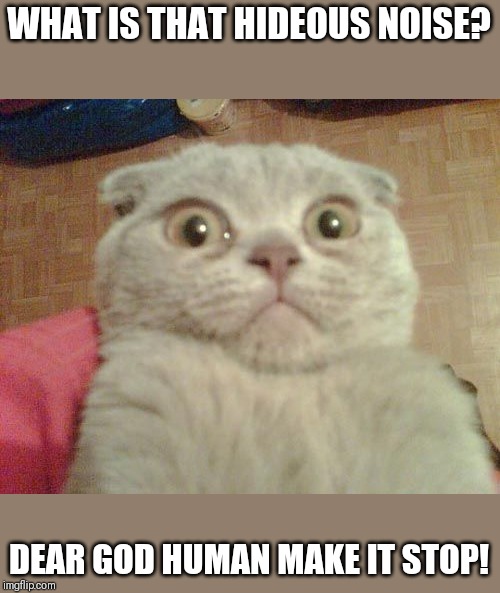 Stunned Cat | WHAT IS THAT HIDEOUS NOISE? DEAR GOD HUMAN MAKE IT STOP! | image tagged in stunned cat | made w/ Imgflip meme maker