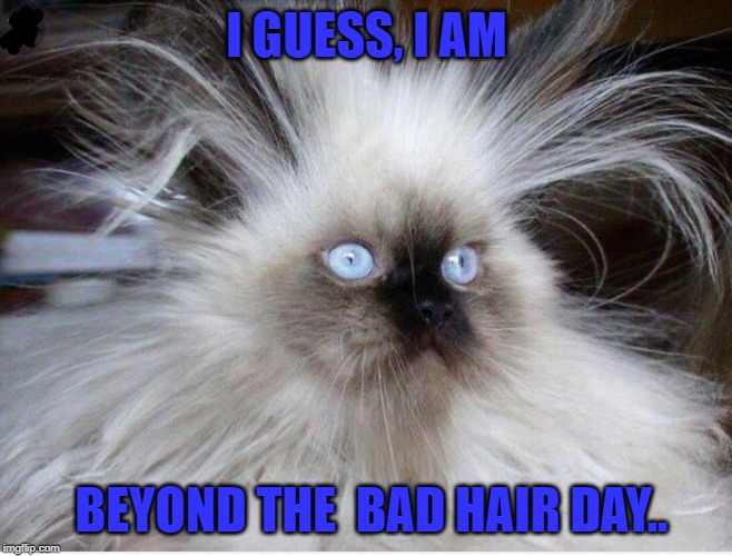 Frazzled over politics | I GUESS, I AM; BEYOND THE  BAD HAIR DAY.. | image tagged in frazzled over politics | made w/ Imgflip meme maker