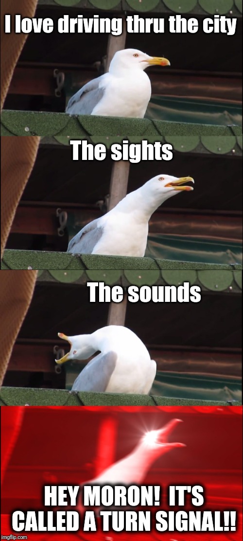 Unbelievable, some people! | I love driving thru the city; The sights; The sounds; HEY MORON!  IT'S CALLED A TURN SIGNAL!! | image tagged in memes,inhaling seagull | made w/ Imgflip meme maker
