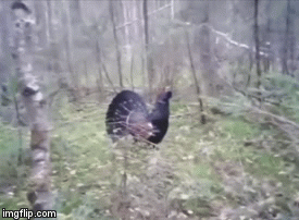 The Hunter or the Hunted? | image tagged in gifs | made w/ Imgflip video-to-gif maker