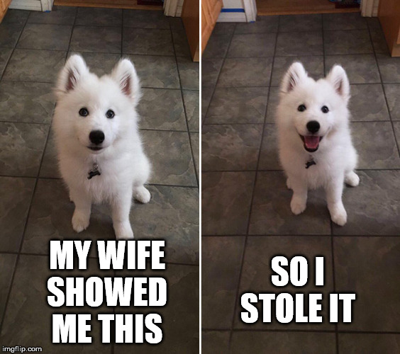 bad pun dog | MY WIFE SHOWED ME THIS SO I STOLE IT | image tagged in bad pun dog | made w/ Imgflip meme maker
