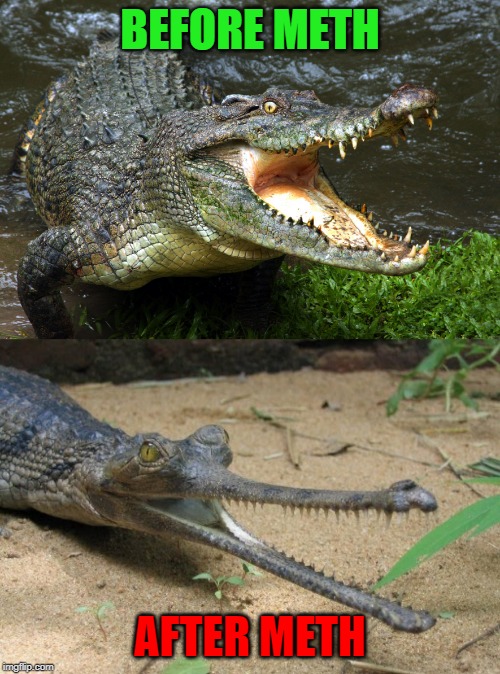 Meth...not even once!!! | BEFORE METH; AFTER METH | image tagged in crocodile,memes,meth,funny,gharial,not even once | made w/ Imgflip meme maker