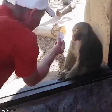 Monkey Magic Imgflip Monkey Magic Imgflip