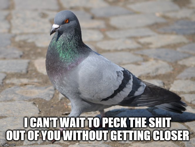 I CAN'T WAIT TO PECK THE SHIT OUT OF YOU WITHOUT GETTING CLOSER | made w/ Imgflip meme maker
