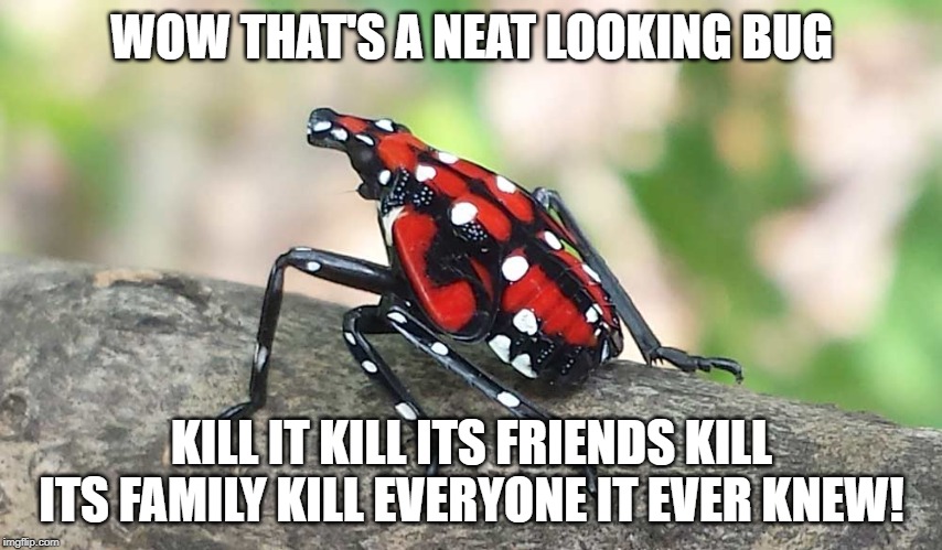 WOW THAT'S A NEAT LOOKING BUG; KILL IT KILL ITS FRIENDS KILL ITS FAMILY KILL EVERYONE IT EVER KNEW! | image tagged in lanternfly,kill lanternfly,kill bugs,fly,bugs | made w/ Imgflip meme maker