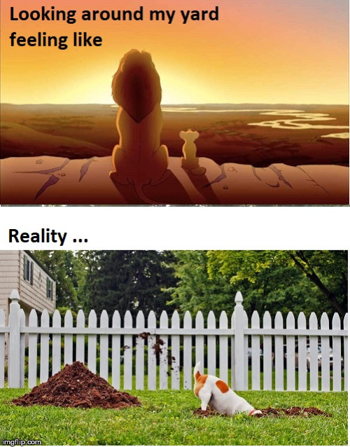 image tagged in lion king,proud,dog | made w/ Imgflip meme maker