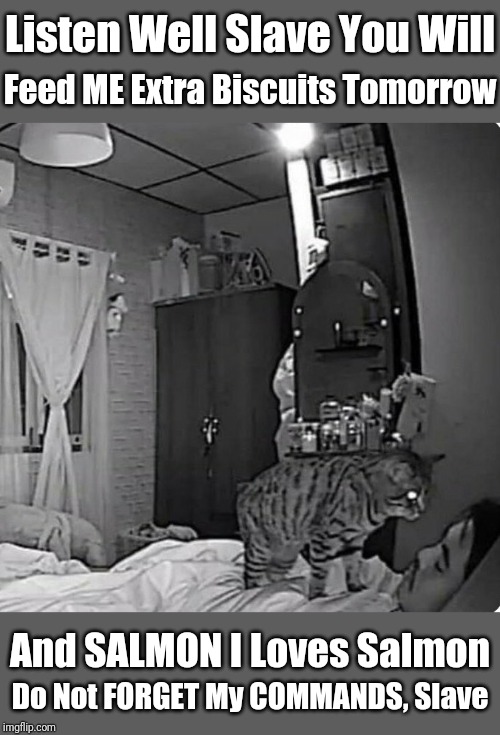 Install A Camera And You Will Find Out What Your "Pet Cat" Is Up To At Nights While You're Sleeping. | Listen Well Slave You Will; Feed ME Extra Biscuits Tomorrow; And SALMON I Loves Salmon; Do Not FORGET My COMMANDS, Slave | image tagged in memes,cats,animals,cats are awesome | made w/ Imgflip meme maker