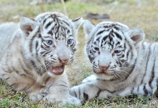 White tiger cubs Blank Meme Template