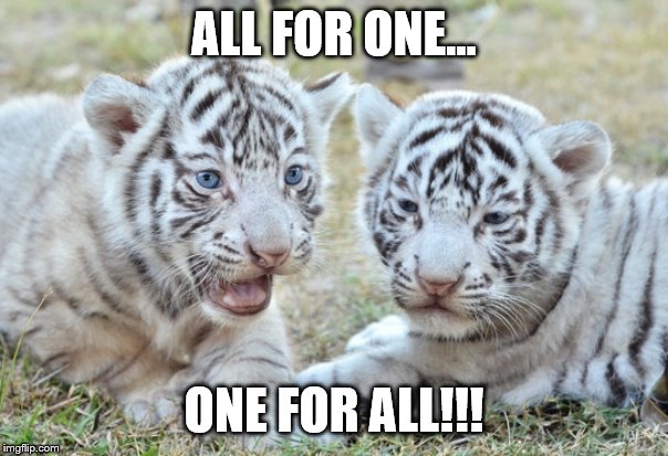 White tiger cubs | ALL FOR ONE... ONE FOR ALL!!! | image tagged in white tiger cubs | made w/ Imgflip meme maker