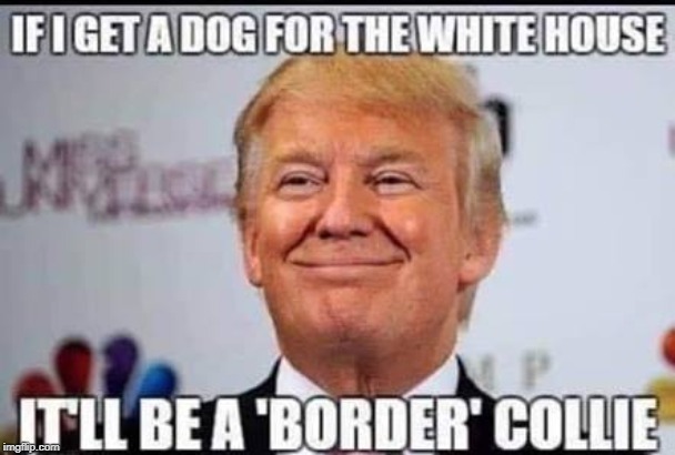 Trump wants a dog | image tagged in pet,dog | made w/ Imgflip meme maker
