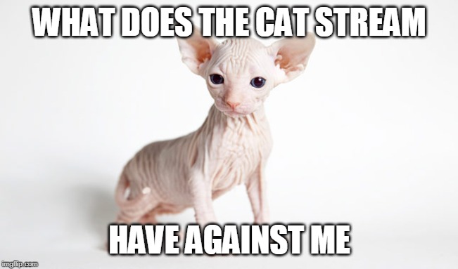 WHAT DOES THE CAT STREAM HAVE AGAINST ME | made w/ Imgflip meme maker