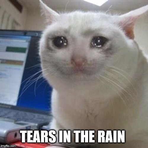 Crying cat | TEARS IN THE RAIN | image tagged in crying cat | made w/ Imgflip meme maker