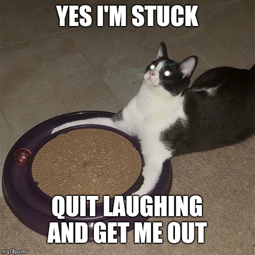 SHUT UP HUMAN | YES I'M STUCK; QUIT LAUGHING AND GET ME OUT | image tagged in cats,funny,cat | made w/ Imgflip meme maker