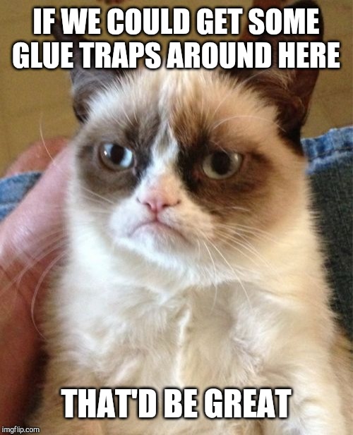 Grumpy Cat Meme | IF WE COULD GET SOME GLUE TRAPS AROUND HERE THAT'D BE GREAT | image tagged in memes,grumpy cat | made w/ Imgflip meme maker
