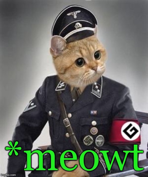 Grammar Nazi Cat | *meowt | image tagged in grammar nazi cat | made w/ Imgflip meme maker