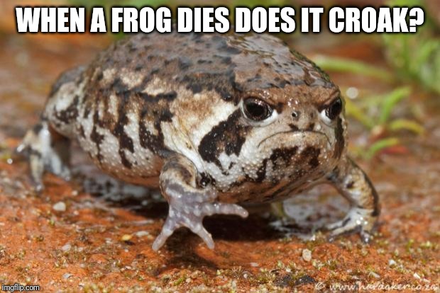 Grumpy Toad | WHEN A FROG DIES DOES IT CROAK? | image tagged in memes,grumpy toad | made w/ Imgflip meme maker