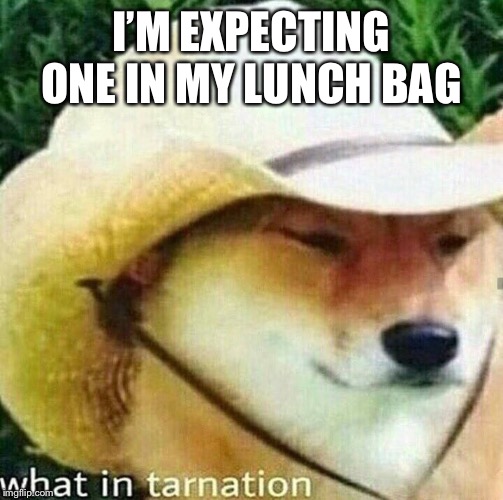 What in tarnation dog | I’M EXPECTING ONE IN MY LUNCH BAG | image tagged in what in tarnation dog | made w/ Imgflip meme maker