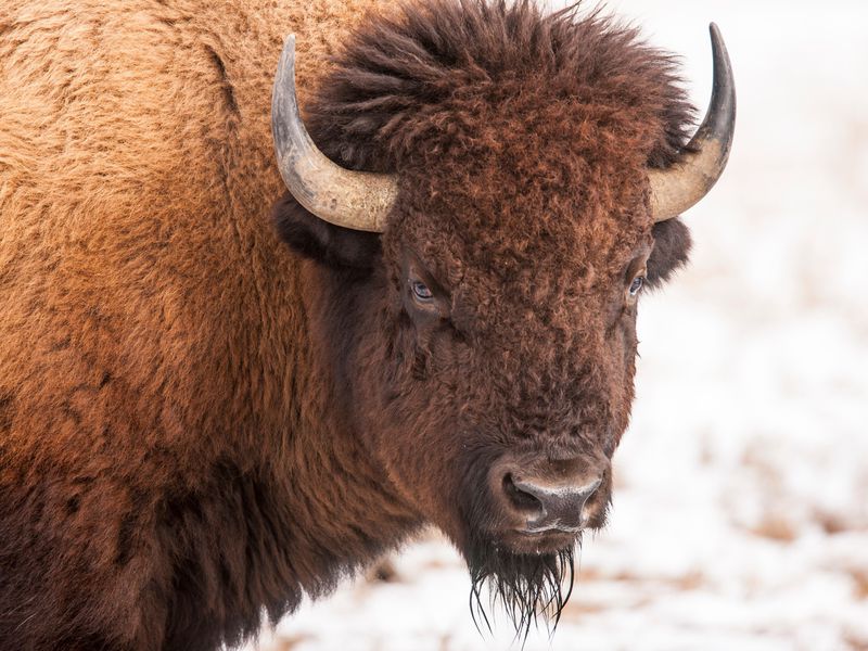 High Quality Bison Fuck Them Kids Blank Meme Template