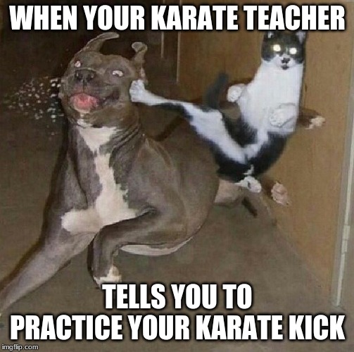 Karate Cat | WHEN YOUR KARATE TEACHER; TELLS YOU TO PRACTICE YOUR KARATE KICK | image tagged in funny cats | made w/ Imgflip meme maker