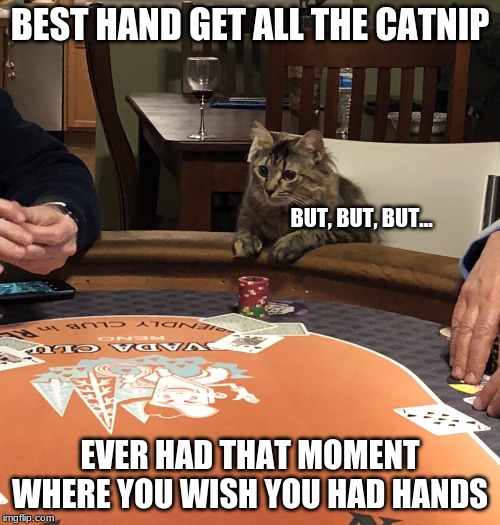 Cat Poker | BEST HAND GET ALL THE CATNIP; BUT, BUT, BUT... EVER HAD THAT MOMENT WHERE YOU WISH YOU HAD HANDS | image tagged in cat poker | made w/ Imgflip meme maker