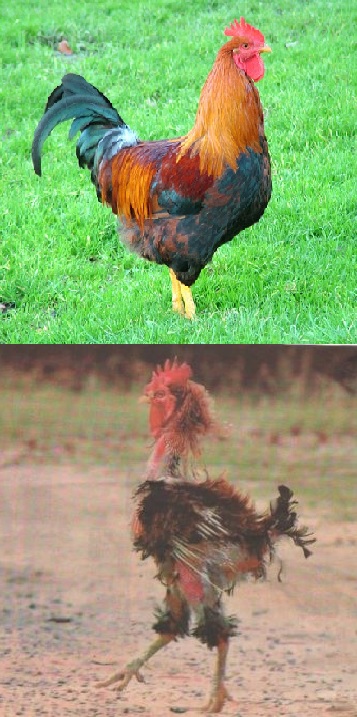 Rooster before and After Blank Meme Template