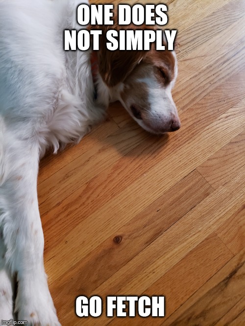Tired Doggo | ONE DOES NOT SIMPLY; GO FETCH | image tagged in funny dog on floor,tired dog | made w/ Imgflip meme maker