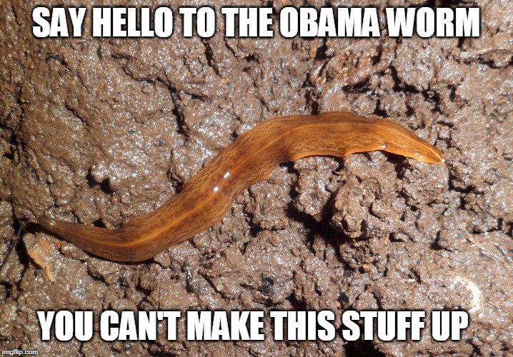 Properly Named | SAY HELLO TO THE OBAMA WORM; YOU CAN'T MAKE THIS STUFF UP | image tagged in worm,obama,obama worm,irony | made w/ Imgflip meme maker