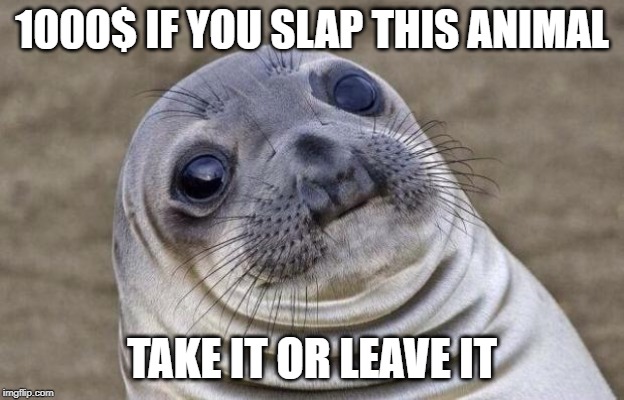 Slap it or Leave it | 1000$ IF YOU SLAP THIS ANIMAL; TAKE IT OR LEAVE IT | image tagged in memes,slap,money,challenge,cute,akward moment seal | made w/ Imgflip meme maker