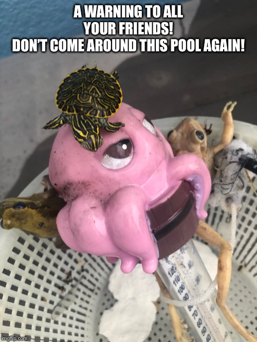 Warn your friends | A WARNING TO ALL YOUR FRIENDS!
DON’T COME AROUND THIS POOL AGAIN! | image tagged in warn your friends | made w/ Imgflip meme maker