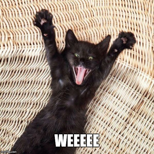 Happy cat  | WEEEEE | image tagged in happy cat | made w/ Imgflip meme maker