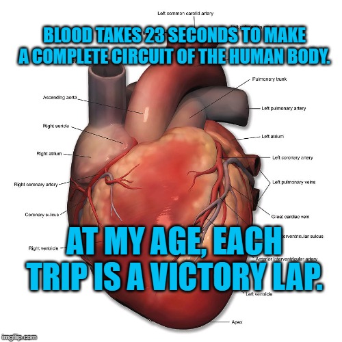 Human Heart | BLOOD TAKES 23 SECONDS TO MAKE A COMPLETE CIRCUIT OF THE HUMAN BODY. AT MY AGE, EACH TRIP IS A VICTORY LAP. | image tagged in humor | made w/ Imgflip meme maker