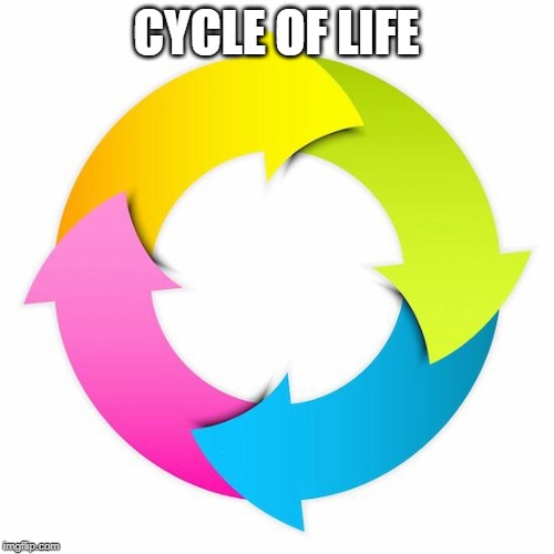 Cycle | CYCLE OF LIFE | image tagged in cycle | made w/ Imgflip meme maker