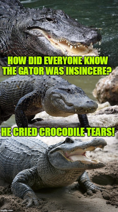 Bad Pun Alligator | HOW DID EVERYONE KNOW THE GATOR WAS INSINCERE? HE CRIED CROCODILE TEARS! | image tagged in bad pun alligator,crocodile,alligator,crocodile tears,crying | made w/ Imgflip meme maker