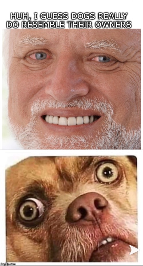 Dogs resemble their owners | HUH, I GUESS DOGS REALLY DO RESEMBLE THEIR OWNERS | image tagged in hide the pain harold,dog | made w/ Imgflip meme maker