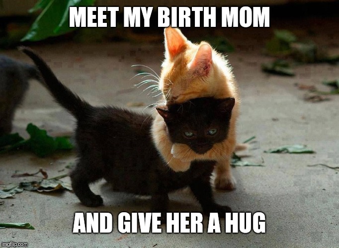 kitten hug | MEET MY BIRTH MOM AND GIVE HER A HUG | image tagged in kitten hug | made w/ Imgflip meme maker