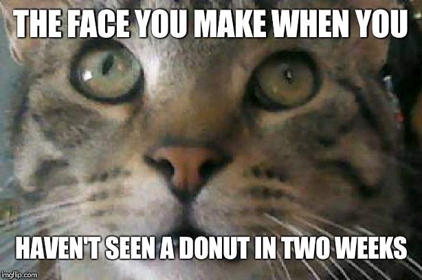 Scardy Kitten | THE FACE YOU MAKE WHEN YOU; HAVEN'T SEEN A DONUT IN TWO WEEKS | image tagged in scardy kitten | made w/ Imgflip meme maker
